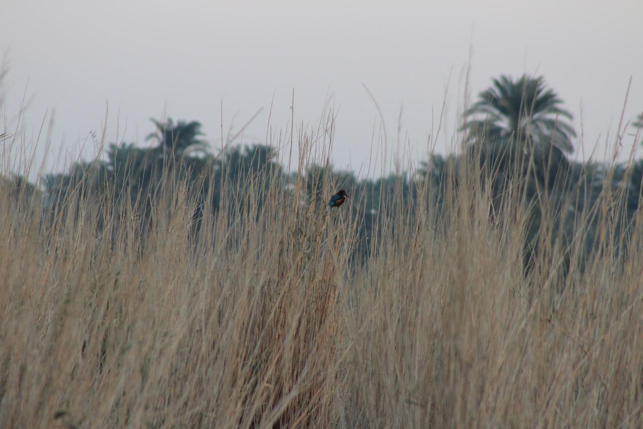 Kom El Dikka Agri Lodge ‘Izbat an Nāmūs Buitenkant foto